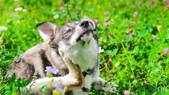 Signs of Allergies in Your Pet and Therapeutic Options