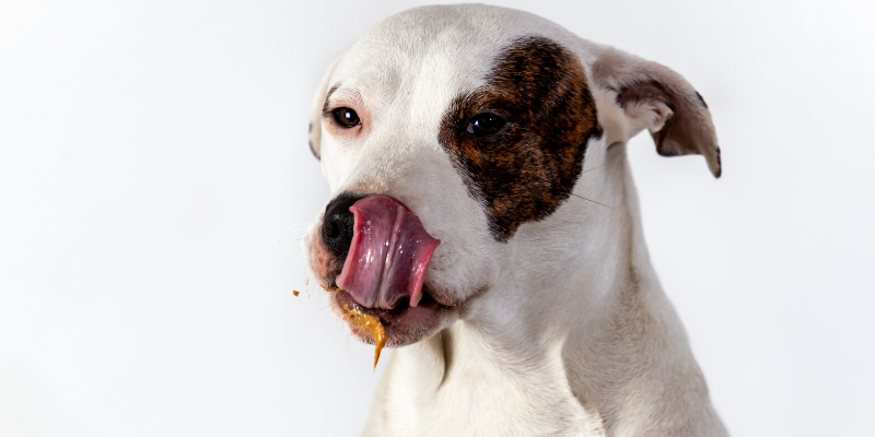 dog, peanut butter, boredom busters, dog boredom busters, boredom busters for dogs, dog activities, dog enrichment activities, Optimal Canine, Animal Emergency & Referral Center of Minnesota, dog brain games