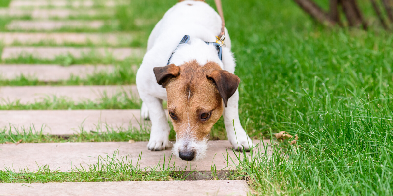 dog, grass, sniff walk, boredom busters, dog boredom busters, boredom busters for dogs, dog activities, dog enrichment activities, Optimal Canine, Animal Emergency & Referral Center of Minnesota, dog brain games