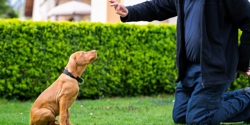 dog, training, obedience training,, boredom busters, dog boredom busters, boredom busters for dogs, dog activities, dog enrichment activities, Optimal Canine, Animal Emergency & Referral Center of Minnesota, dog brain games