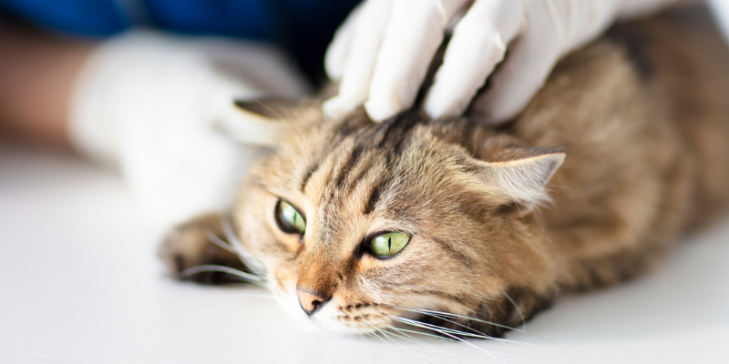 cat at vet, veterinary cat, anxious cat, cats, cat health, cats peeing outside of litter box, litter box behavior, cat emergency, cat problems, Animal Emergency & Referral Center of Minnesota