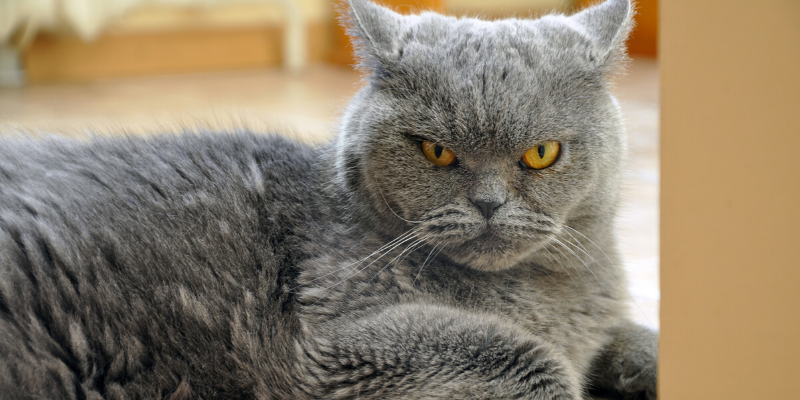 stressed cat, gray cat, grumpy cat, cats, cat health, cats peeing outside of litter box, litter box behavior, cat emergency, cat problems, Animal Emergency & Referral Center of Minnesota