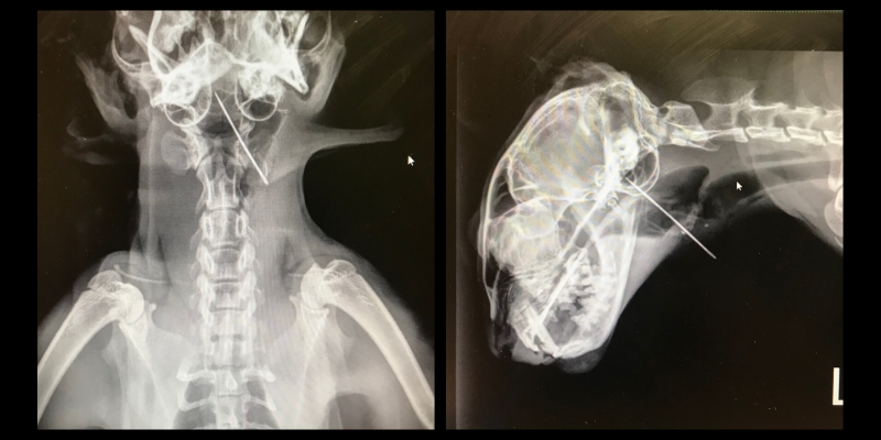 cat, radiographs, sewing needle, x-ray, cat x-ray, Fur-Tunately, animal survival, emergency vet, emergency veterinarian, Twin Cities emergency vet, Minnesota emergency vet, pet stories, animal emergency cases, pet owners, Animal Emergency & Referral Center of Minnesota