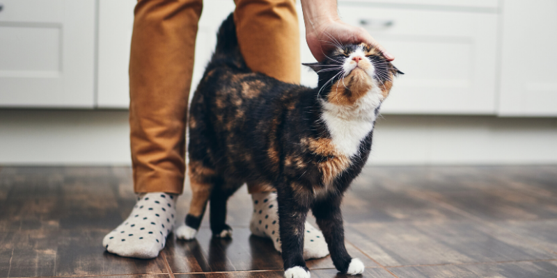 cat health, cats, cat emergency, cat tips, cat advice, emergency veterinarian, emergency vet, ER vet, cat emergencies, Saint Paul animal emergency hospital, Oakdale animal emergency hospital, Twin Cities emergency vet