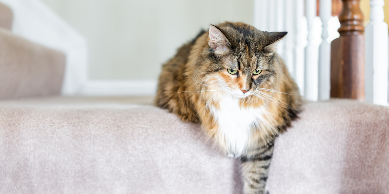 cat health, cats, cat emergency, cat tips, cat advice, emergency veterinarian, emergency vet, ER vet, cat emergencies, Saint Paul animal emergency hospital, Oakdale animal emergency hospital, Twin Cities emergency vet