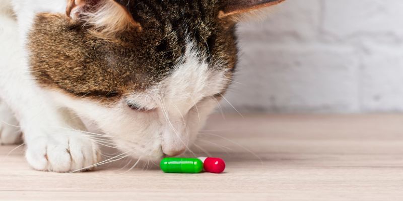 cat health, cats, cat emergency, cat tips, cat advice, emergency veterinarian, emergency vet, ER vet, cat emergencies, Saint Paul animal emergency hospital, Oakdale animal emergency hospital, Twin Cities emergency vet