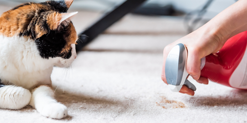 cat health, cats, cat emergency, cat tips, cat advice, emergency veterinarian, emergency vet, ER vet, cat emergencies, Saint Paul animal emergency hospital, Oakdale animal emergency hospital, Twin Cities emergency vet