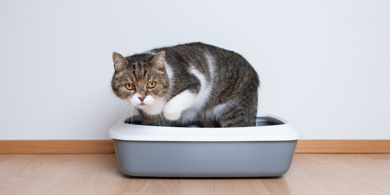 cat health, cats, cat emergency, cat tips, cat advice, emergency veterinarian, emergency vet, ER vet, cat emergencies, Saint Paul animal emergency hospital, Oakdale animal emergency hospital, Twin Cities emergency vet