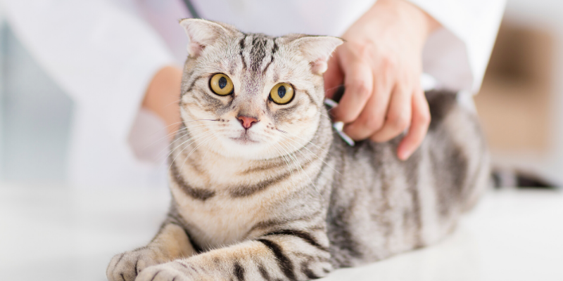 cat health, cats, cat emergency, cat tips, cat advice, emergency veterinarian, emergency vet, ER vet, cat emergencies, Saint Paul animal emergency hospital, Oakdale animal emergency hospital, Twin Cities emergency vet