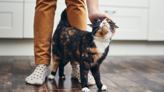 5 Things Emergency Vets Want Cat Owners to Know