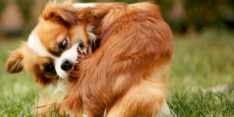 dog biting, itching dog, irritated dog, hot spots, skin conditions, veterinary, emergency vet, pet health, dog health, dog skin conditions, acute moist dermatitis, pyotraumatic dermatitis, veterinary dermatitis, itchy pets, irritated skin, Animal Emergency & Referral Center of Minnesota