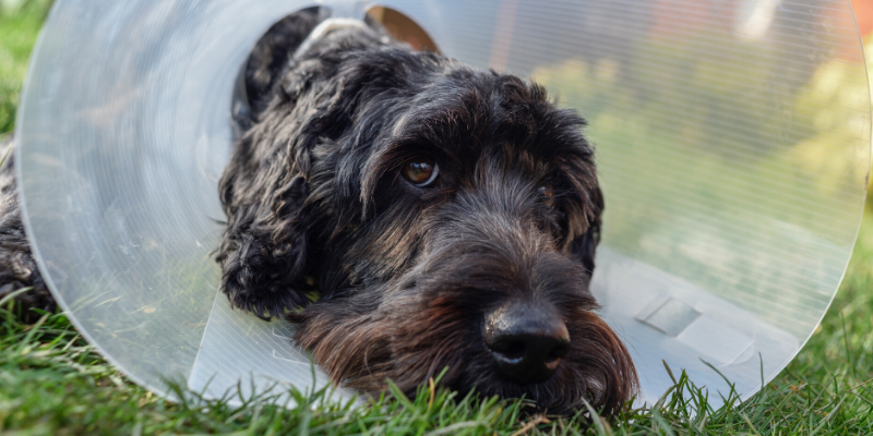 Elizabethan collar, E-Collar, Cone of SHame, hot spots, skin conditions, veterinary, emergency vet, pet health, dog health, dog skin conditions, acute moist dermatitis, pyotraumatic dermatitis, veterinary dermatitis, itchy pets, irritated skin, Animal Emergency & Referral Center of Minnesota