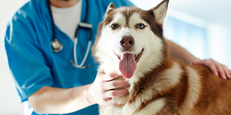 husky, veterinary exam, veterinary clinic, hot spots, skin conditions, veterinary, emergency vet, pet health, dog health, dog skin conditions, acute moist dermatitis, pyotraumatic dermatitis, veterinary dermatitis, itchy pets, irritated skin, Animal Emergency & Referral Center of Minnesota