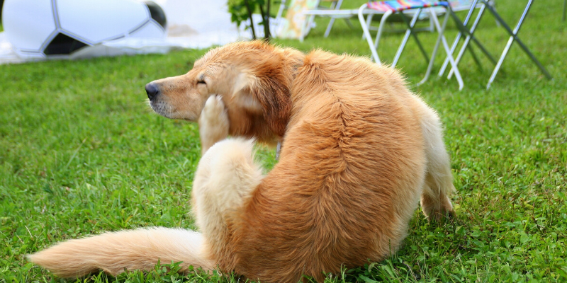 dog scratching, dog itching, outside dog, hot spots, skin conditions, veterinary, emergency vet, pet health, dog health, dog skin conditions, acute moist dermatitis, pyotraumatic dermatitis, veterinary dermatitis, itchy pets, irritated skin, Animal Emergency & Referral Center of Minnesota