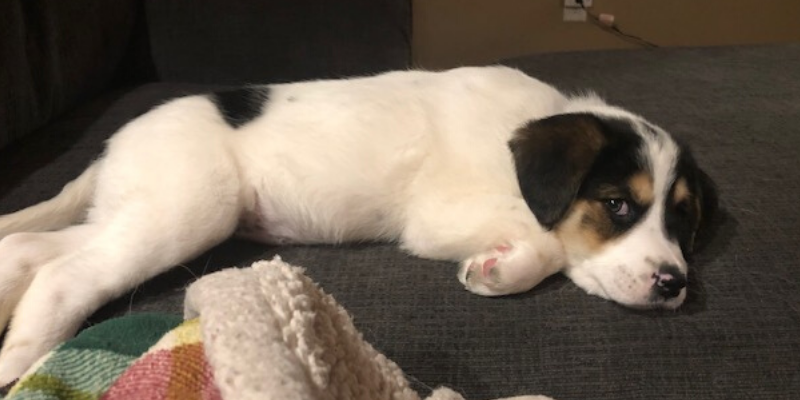 puppy, recovering, stories of animal survival, pet health, veterinary stories, veterinary ER stories, emergency vet, emergency veterinary clinic, emergency animal hospital, gunshot wound dog, dog health, critical care, AERC Critical Care, AERC Emergency Service, Animal Emergency & Referral Center of Minnesota, Fur-Tunately