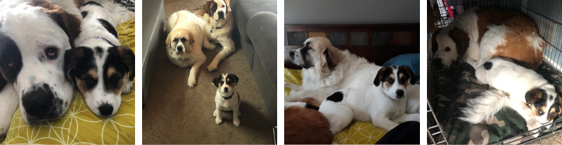 puppy, dogs, stories of animal survival, pet health, veterinary stories, veterinary ER stories, emergency vet, emergency veterinary clinic, emergency animal hospital, gunshot wound dog, dog health, critical care, AERC Critical Care, AERC Emergency Service, Animal Emergency & Referral Center of Minnesota, Fur-Tunately