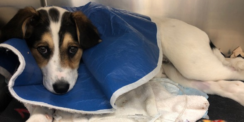 Elizabethan collar, dog, puppy, stories of animal survival, pet health, veterinary stories, veterinary ER stories, emergency vet, emergency veterinary clinic, emergency animal hospital, gunshot wound dog, dog health, critical care, AERC Critical Care, AERC Emergency Service, Animal Emergency & Referral Center of Minnesota, Fur-Tunately