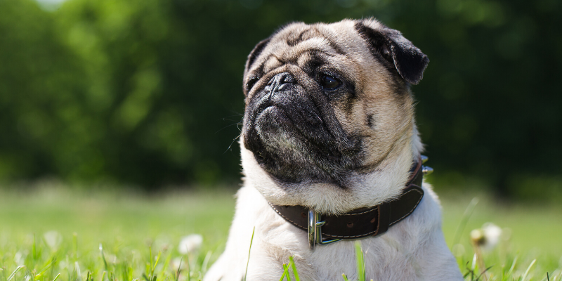 pug, outside, overheated pets, overheating pets, heatstroke pets, heat exhaustion pets, heat stress pets, pet health, veterinary, Minnesota emergency vet, Twin Cities emergency vet, AERC, AERC Oakdale, Animal Emergency & Referral Center of Minnesota