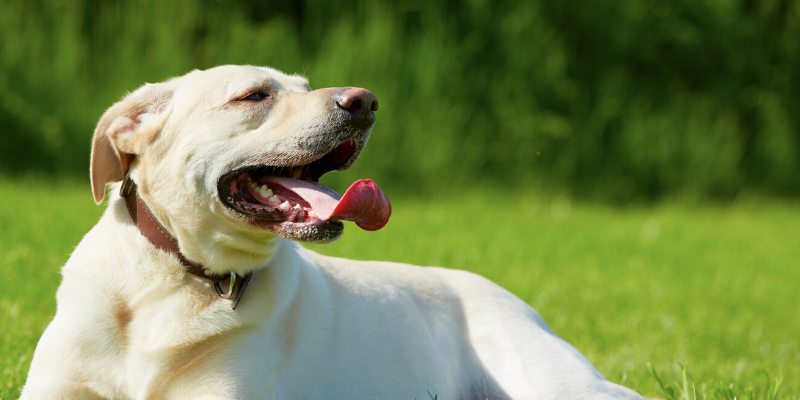dog, sun, panting, overheated pets, overheating pets, heatstroke pets, heat exhaustion pets, heat stress pets, pet health, veterinary, Minnesota emergency vet, Twin Cities emergency vet, AERC, AERC Oakdale, Animal Emergency & Referral Center of Minnesota
