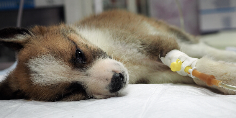 puppy, fluids, sick, overheated pets, overheating pets, heatstroke pets, heat exhaustion pets, heat stress pets, pet health, veterinary, Minnesota emergency vet, Twin Cities emergency vet, AERC, AERC Oakdale, Animal Emergency & Referral Center of Minnesota