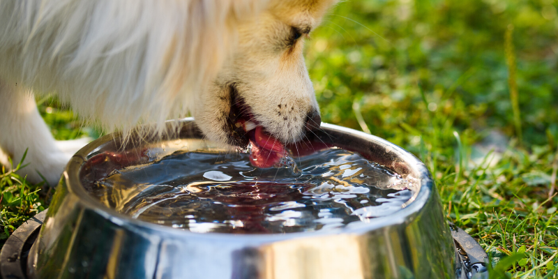 dog, water, drinking, dish, overheated pets, overheating pets, heatstroke pets, heat exhaustion pets, heat stress pets, pet health, veterinary, Minnesota emergency vet, Twin Cities emergency vet, AERC, AERC Oakdale, Animal Emergency & Referral Center of Minnesota