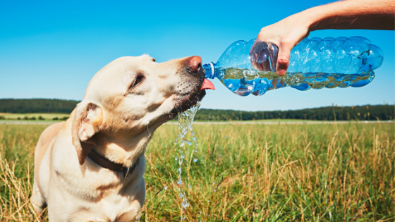 What to Do If Your Pet Is Overheated