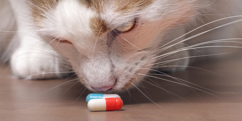 cat, pill, medications, medicine, pet-proof, pet safety, pet homes, pet toxins, pet poisons, protecting pets, pet prevention, pet owners, Animal Emergency & Referral Center of Minnesota, AERC, aercmn, emergency vet, Twin Cities vet, Twin Cities emergency vet, Minnesota emergency vet
