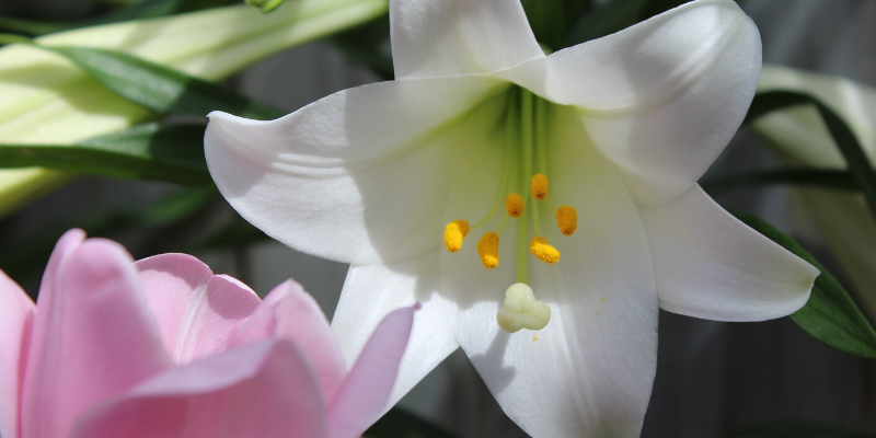 lilies, cat toxins, pet-proof, pet safety, pet homes, pet toxins, pet poisons, protecting pets, pet prevention, pet owners, Animal Emergency & Referral Center of Minnesota, AERC, aercmn, emergency vet, Twin Cities vet, Twin Cities emergency vet, Minnesota emergency vet