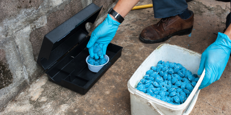 rat poison, rodenticides, pest control, ppet-proof, pet safety, pet homes, pet toxins, pet poisons, protecting pets, pet prevention, pet owners, Animal Emergency & Referral Center of Minnesota, AERC, aercmn, emergency vet, Twin Cities vet, Twin Cities emergency vet, Minnesota emergency vet