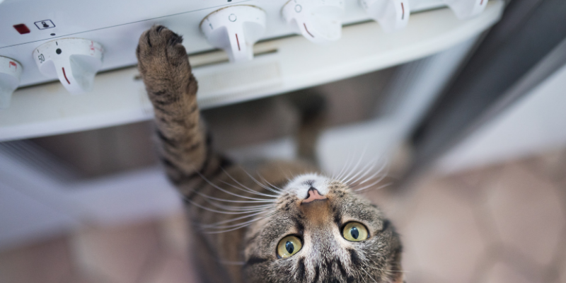 cat, stove, stovetop, fire safety for pets, pet evacuation, house fire, pet owners, emergency planning, pet emergency, Animal Emergency & Referral Center of Minnesota