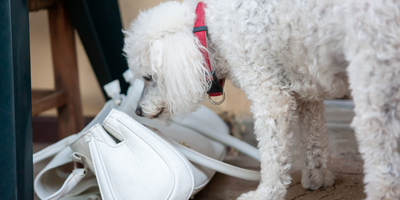 dog, purse, pet-proof, pet safety, pet homes, pet toxins, pet poisons, protecting pets, pet prevention, pet owners, Animal Emergency & Referral Center of Minnesota, AERC, aercmn, emergency vet, Twin Cities vet, Twin Cities emergency vet, Minnesota emergency vet