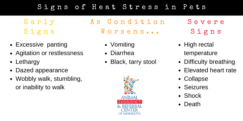 heat stroke signs, heat stress signs, pets, heat safety, heat stroke, heat stress, heat exhaustion, pets, pet safety, summer safety for pets, emergency vet, er vet, heat stroke pets, heat stress pets, heat stroke dogs, heat kills, heat dangers, Animal Emergency & Referral Center of Minnesota