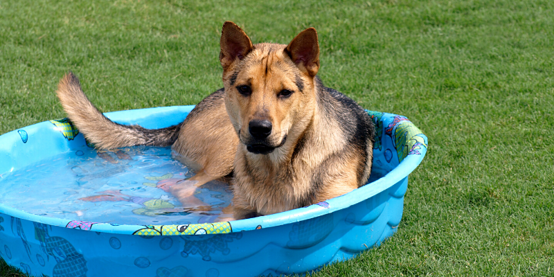 dog, kiddie pool, outside, heat safety, heat stroke, heat stress, heat exhaustion, pets, pet safety, summer safety for pets, emergency vet, er vet, heat stroke pets, heat stress pets, heat stroke dogs, heat kills, heat dangers, Animal Emergency & Referral Center of Minnesota