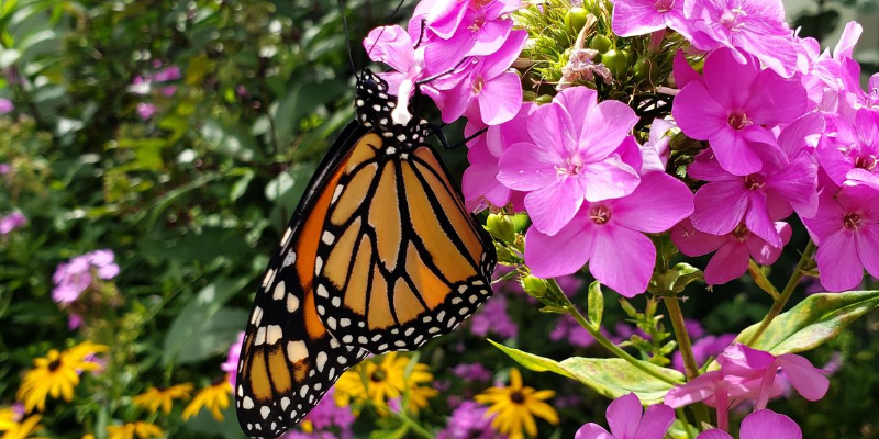 monarch, monarch caterpillars, raising monarchs, save monarch butterflies, Minnesota butterflies, Minnesota monarchs, Animal Emergency & Referral Center of Minnesota