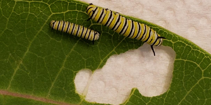 monarch, monarch caterpillars, raising monarchs, save monarch butterflies, Minnesota butterflies, Minnesota monarchs, Animal Emergency & Referral Center of Minnesota