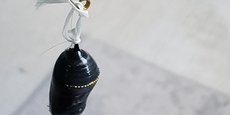 monarch, monarch caterpillars, raising monarchs, save monarch butterflies, Minnesota butterflies, Minnesota monarchs, Animal Emergency & Referral Center of Minnesota