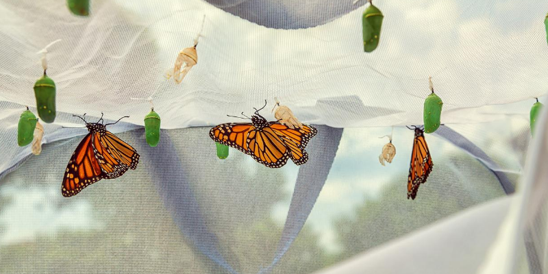 monarch, monarch caterpillars, raising monarchs, save monarch butterflies, Minnesota butterflies, Minnesota monarchs, Animal Emergency & Referral Center of Minnesota