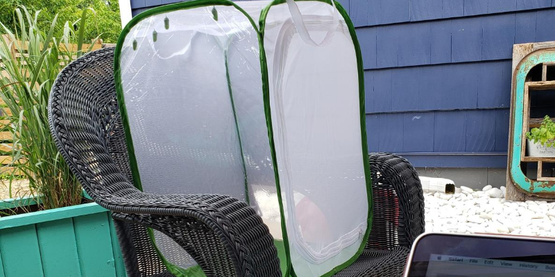 monarch, monarch caterpillars, raising monarchs, save monarch butterflies, Minnesota butterflies, Minnesota monarchs, Animal Emergency & Referral Center of Minnesota