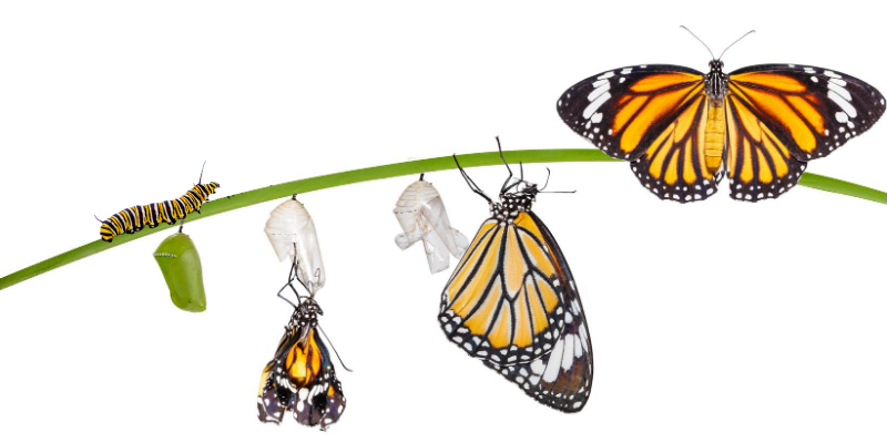 monarch, monarch caterpillars, raising monarchs, save monarch butterflies, Minnesota butterflies, Minnesota monarchs, Animal Emergency & Referral Center of Minnesota