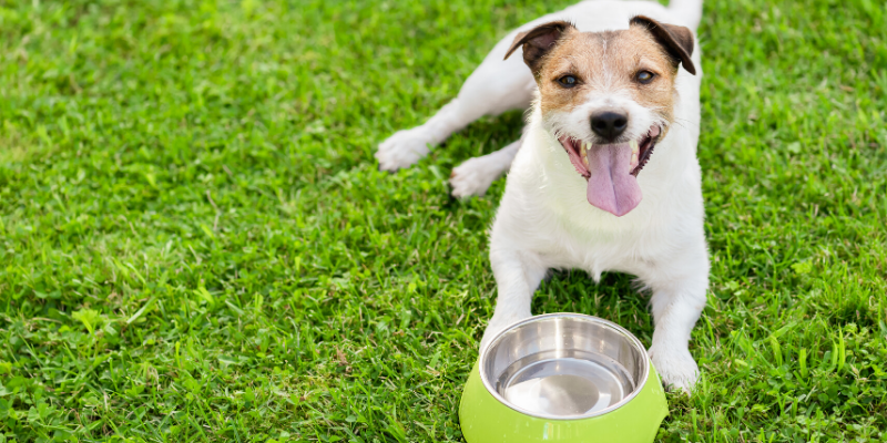 dog, panting, water dish, outside, heat safety, heat stroke, heat stress, heat exhaustion, pets, pet safety, summer safety for pets, emergency vet, er vet, heat stroke pets, heat stress pets, heat stroke dogs, heat kills, heat dangers, Animal Emergency & Referral Center of Minnesota