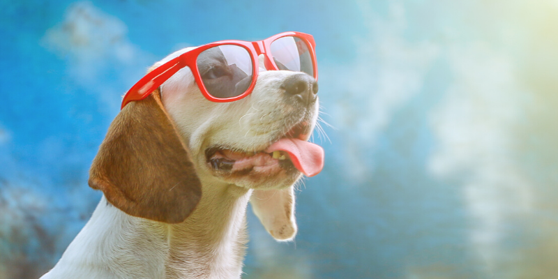 dog, sunglasses, panting, summer dog, heat safety, heat stroke, heat stress, heat exhaustion, pets, pet safety, summer safety for pets, emergency vet, er vet, heat stroke pets, heat stress pets, heat stroke dogs, heat kills, heat dangers, Animal Emergency & Referral Center of Minnesota