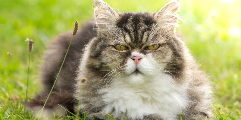 cat, outside, senior cat, grass, heat safety, heat stroke, heat stress, heat exhaustion, pets, pet safety, summer safety for pets, emergency vet, er vet, heat stroke pets, heat stress pets, heat stroke dogs, heat kills, heat dangers, Animal Emergency & Referral Center of Minnesota