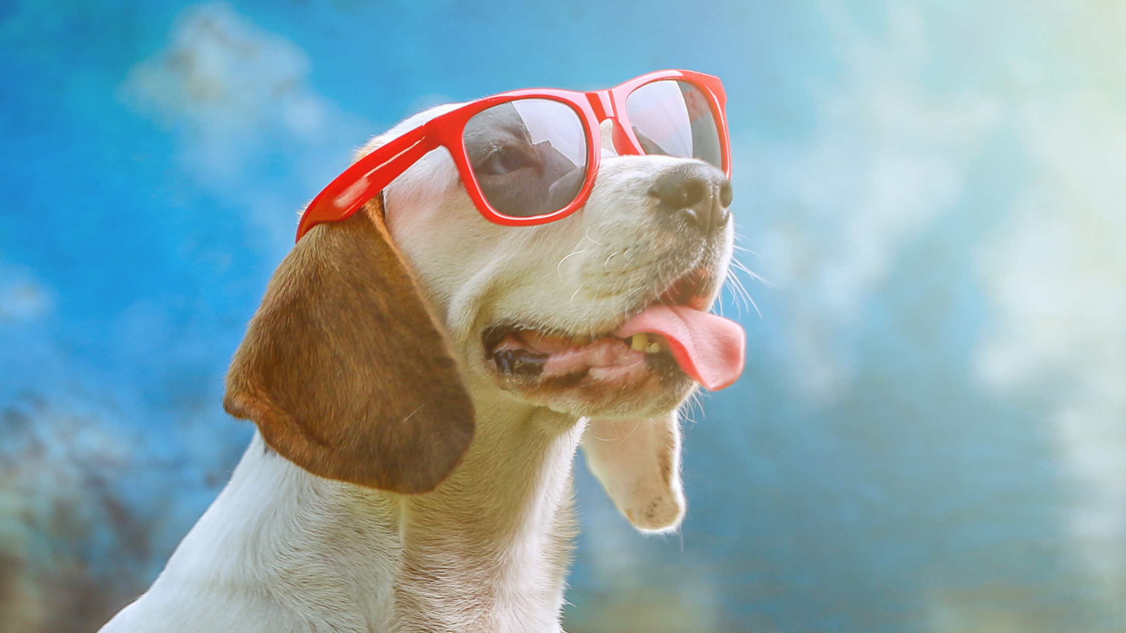 Summer Heat Risks for Pets