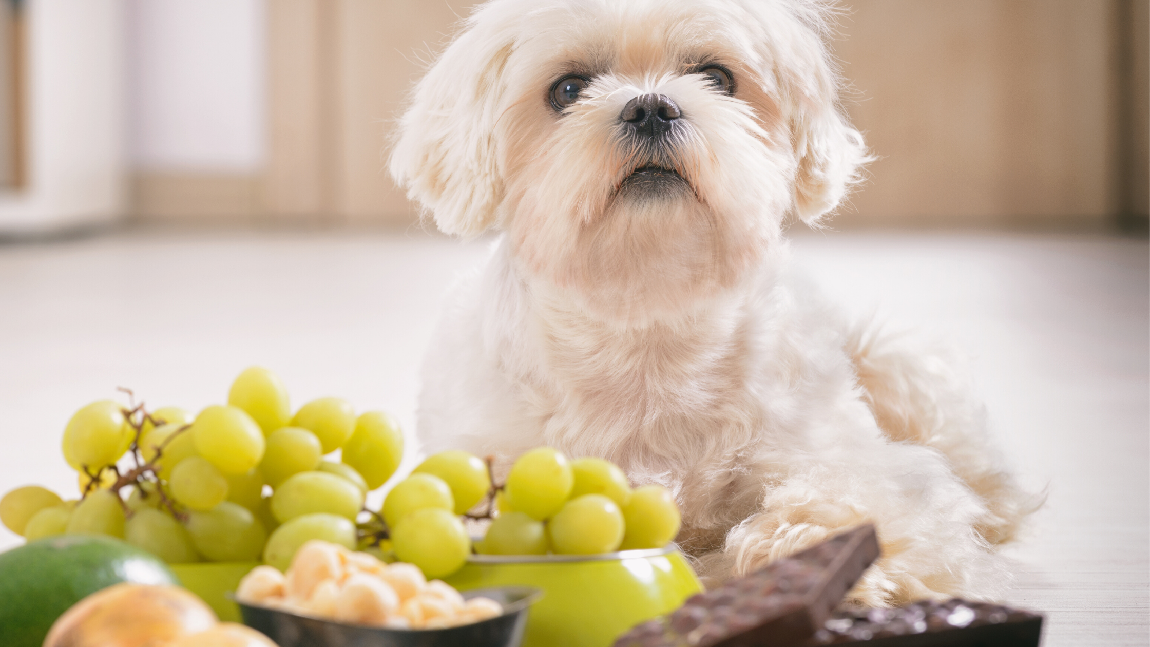 5 Tips to Pet-Proof Your Home