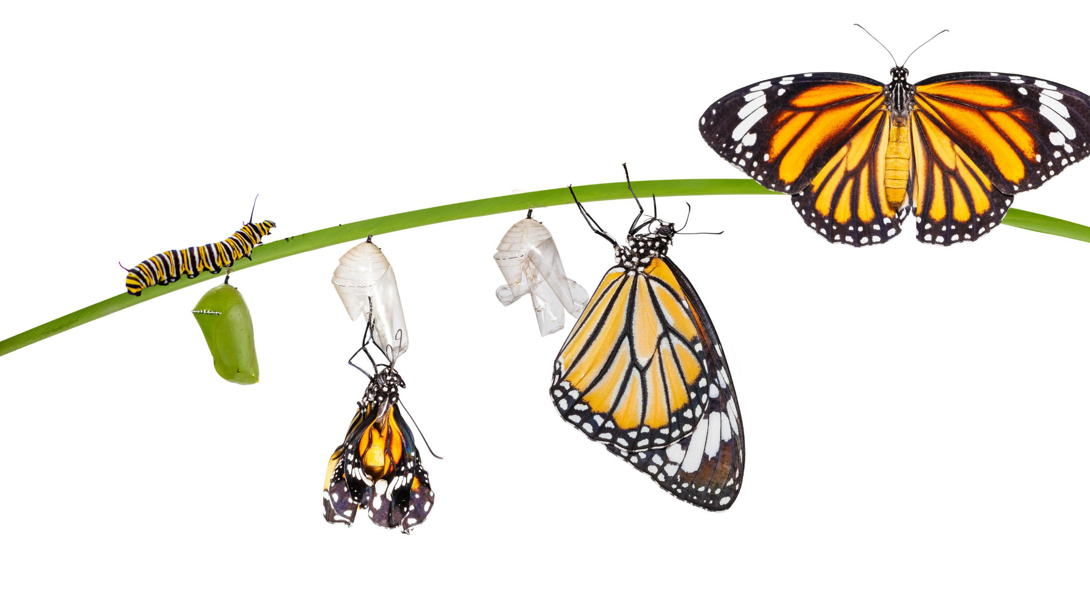 The Dos and Don’ts of Raising Monarch Caterpillars
