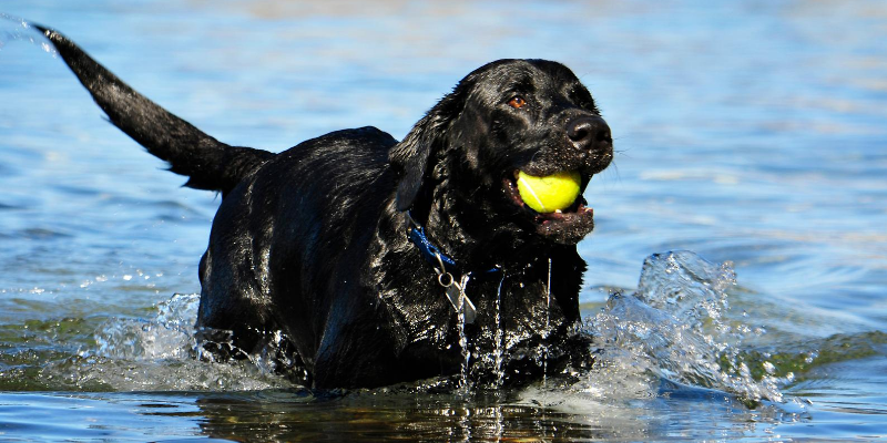 water toxicity, water intoxication, pet health, veterinary, emergency veterinary clinic, Animal Emergency & Referral Center of Minnesota, Minnesota veterinary clinic, water dangers, pet dangers, pet safety, dog water toxicity, dog water intoxication