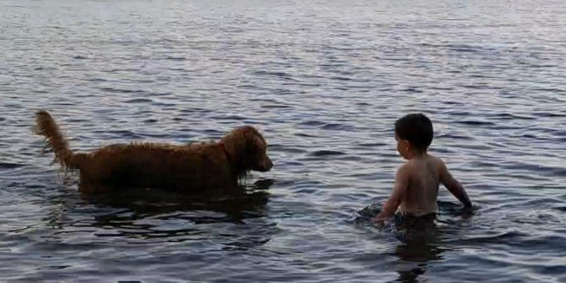 water toxicity, water intoxication, pet health, veterinary, emergency veterinary clinic, Animal Emergency & Referral Center of Minnesota, Minnesota veterinary clinic, water dangers, pet dangers, pet safety, dog water toxicity, dog water intoxication