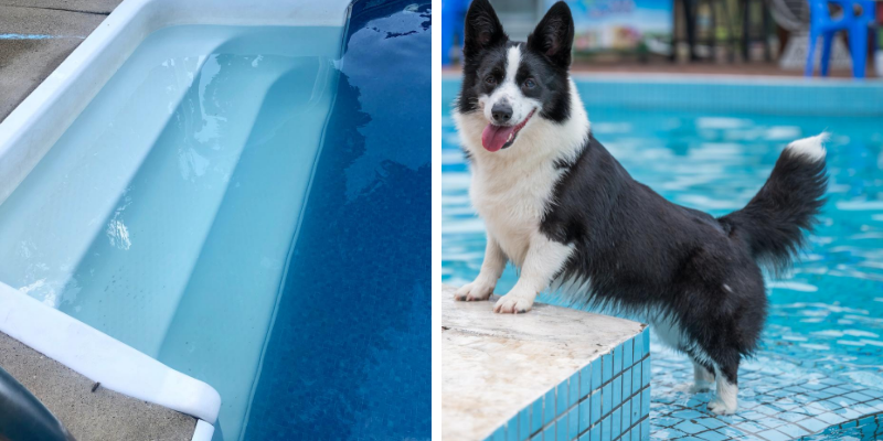 dog, pool steps, pool stairs, dog safety, swimming pool, backyard pool, dogs in pools, swimming dogs, dogs and water, swimming pool dangers for dogs, swimming pool dangers for pets, pet owners, swimming pool pet safety, swimming pool pet tips, Animal Emergency & Referral Center of Minnesota, Twin Cities emergency vet, Minnesota emergency vet