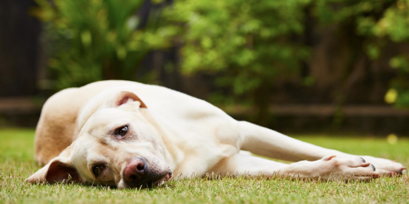 water toxicity, water intoxication, pet health, veterinary, emergency veterinary clinic, Animal Emergency & Referral Center of Minnesota, Minnesota veterinary clinic, water dangers, pet dangers, pet safety, dog water toxicity, dog water intoxication