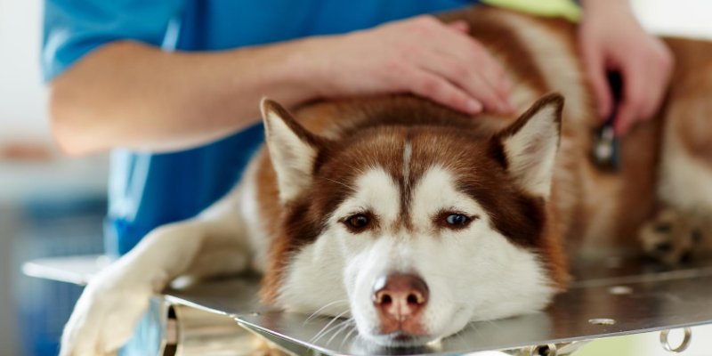 water toxicity, water intoxication, pet health, veterinary, emergency veterinary clinic, Animal Emergency & Referral Center of Minnesota, Minnesota veterinary clinic, water dangers, pet dangers, pet safety, dog water toxicity, dog water intoxication